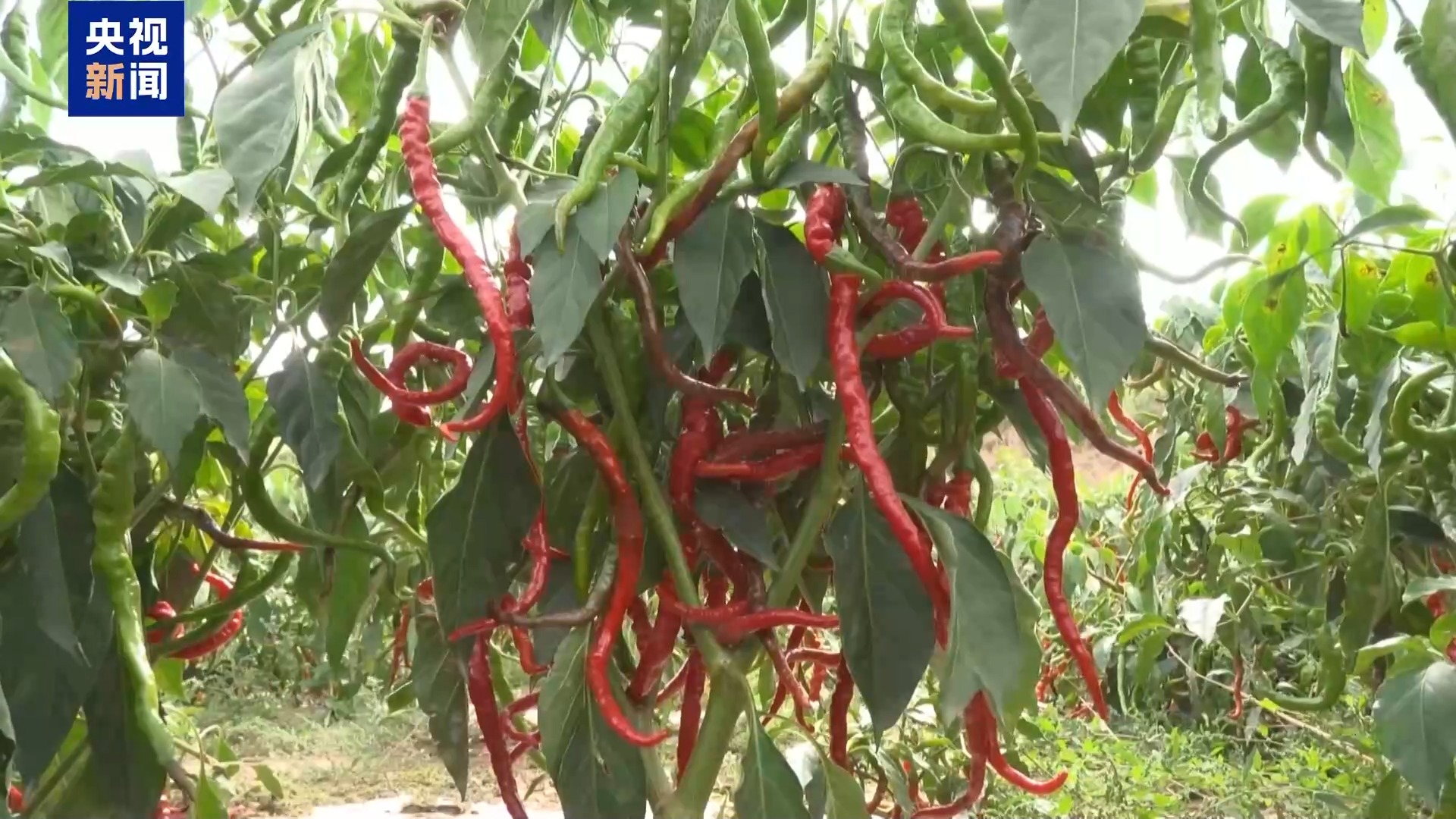 产业！天水麻辣烫“灵魂佐料”丰收啦麻将胡了试玩平台小辣椒“长”成亿元(图3)