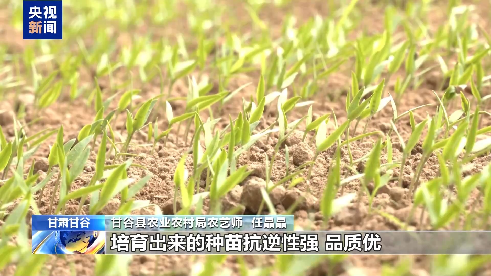 产业！天水麻辣烫“灵魂佐料”丰收啦麻将胡了试玩平台小辣椒“长”成亿元(图4)