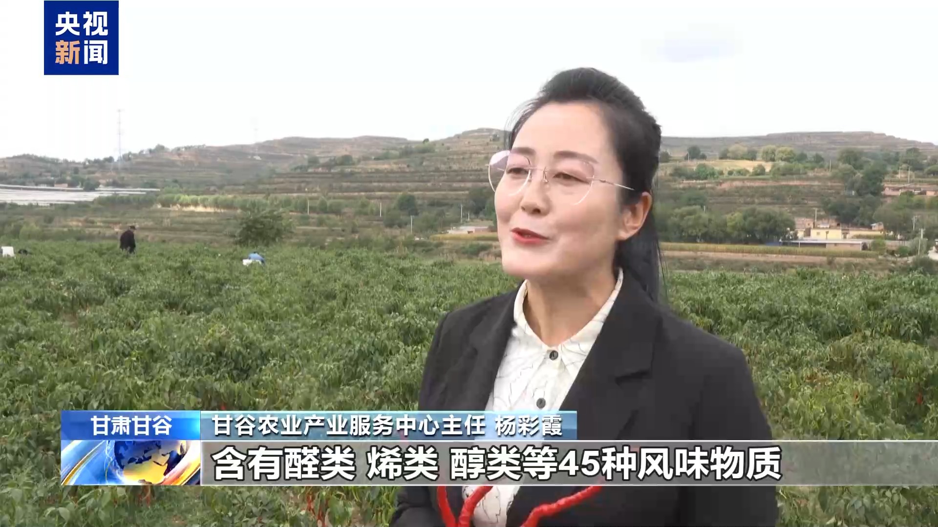 产业！天水麻辣烫“灵魂佐料”丰收啦麻将胡了试玩平台小辣椒“长”成亿元(图9)