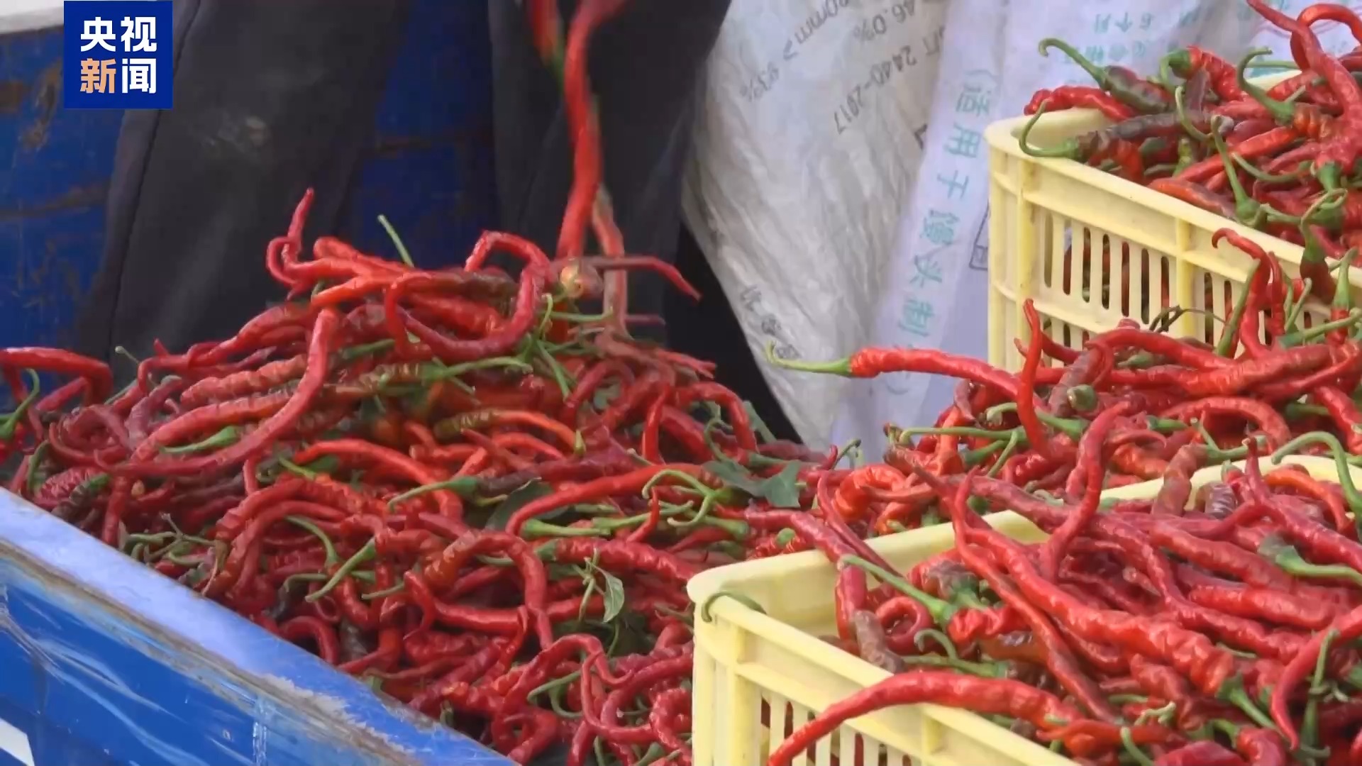 产业！天水麻辣烫“灵魂佐料”丰收啦麻将胡了试玩平台小辣椒“长”成亿元(图7)